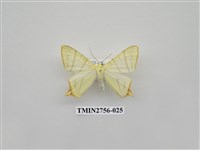 藏品(尺蛾325)的圖片